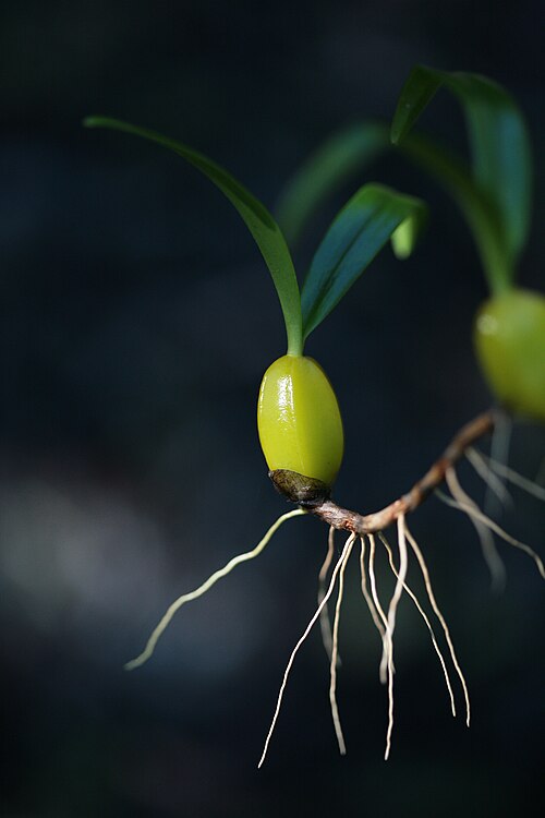 بصلة كاذبة من نبات Bulbophyllum nutans، من عقدة واحدة