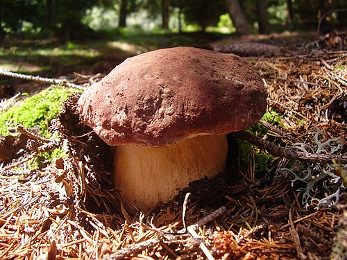 يشكل فطر البوليطس الصنوبري (Boletus pinophilus) ارتباطًا فطريًا خارجيًا مع العديد من أشجار الصنوبر.