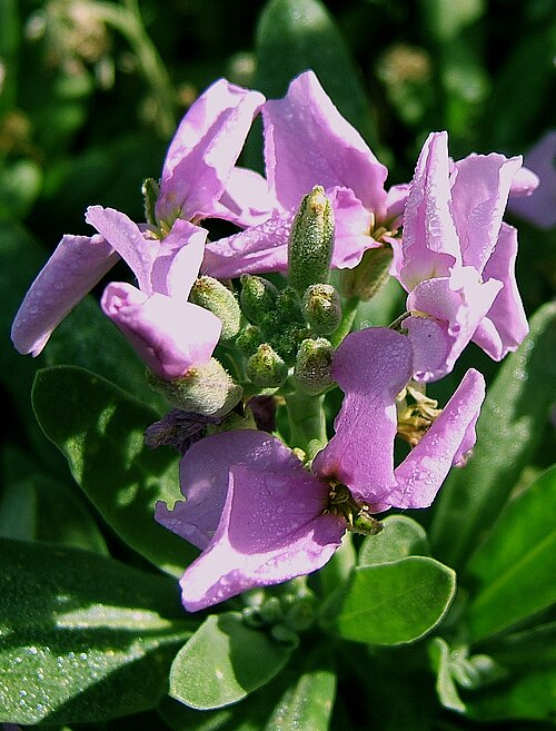 الزهور الناشئة