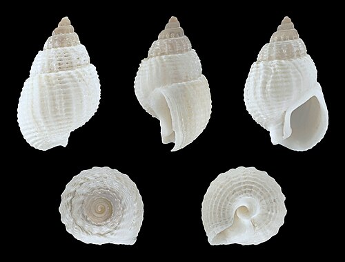 Nassarius (Zeuxis) niveus