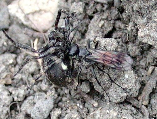 Anoplius viaticus مع فريسة Nuctenea umbratica، إنجلترا، المملكة المتحدة