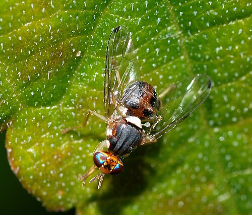بالغ
