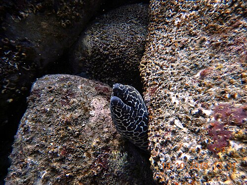 ثعبان البحر المخطط (Gymnothorax favagineus)