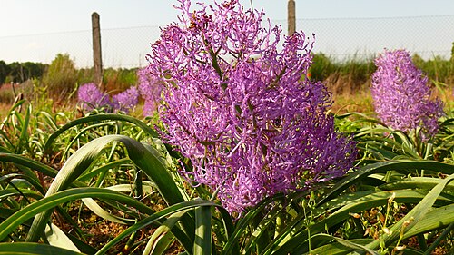 صنف الزينة 'Plumosum'