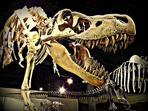 Tarbosaurus المعروف أيضًا باسم Tyrannosaurus Bataar يقع في "قاعة الديناصورات".