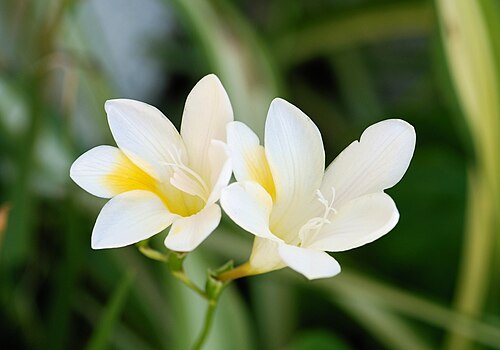 فريزيا ألبا (F. leichtlinii subsp. alba)