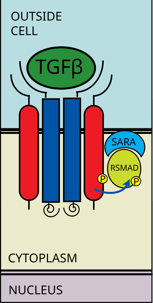 يقوم مستقبل النوع الأول بفسفرة R-SMAD