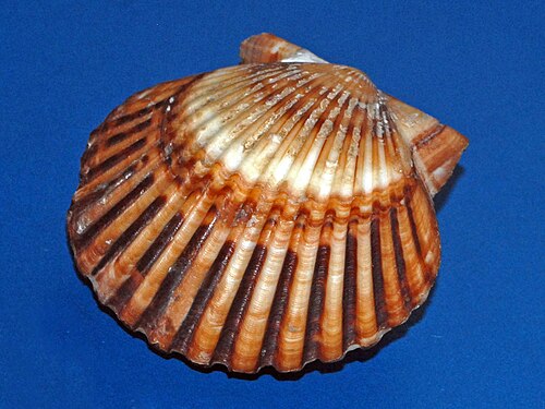 قذيفة من Argopecten irradians من جزر برمودا في متحف Civico di Storia Naturale di Milano
