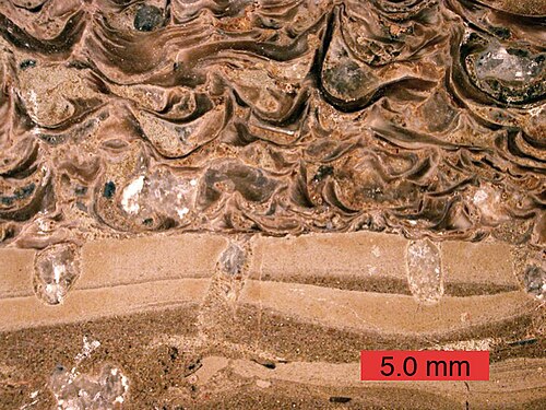 مقطع عرضي لأرضية صلبة كربوناتية مغطاة بالمحار ومثقوبة بواسطة ذوات الصدفتين (Gastrochaenolites)؛ تكوين كارمل (العصر الجوراسي الأوسط) في جنوب ولاية يوتا.