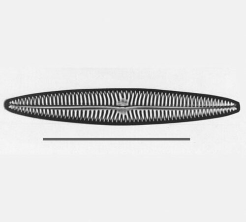 أنواع Navicula tripunctatatype، المقياس = 50 ميكرومتر