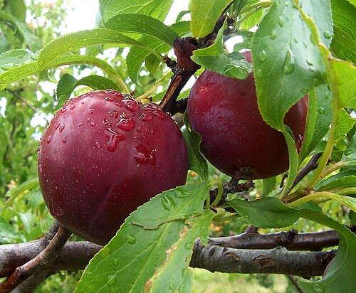 البرقوق (prunus domestica)