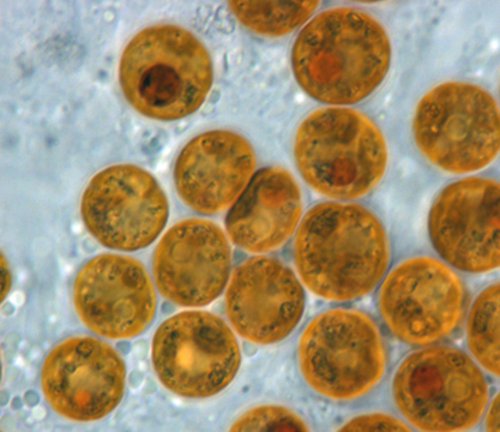 Symbiodinium sp. (Dinophyceae): زوزانثيلا، كائن حي متعايش داخلي مع المرجان