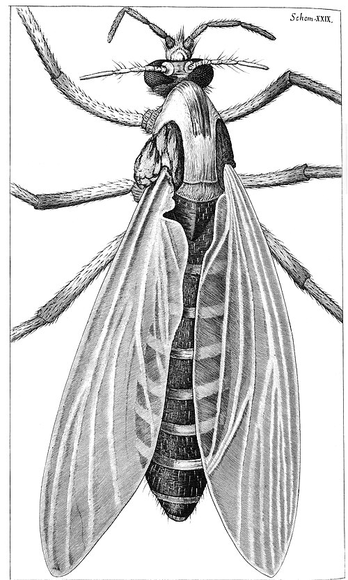 Hooke's drawing of a gnat