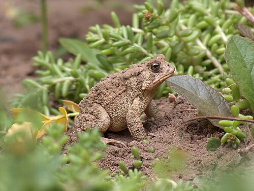 منظر جانبي لـ A. americanus المموه