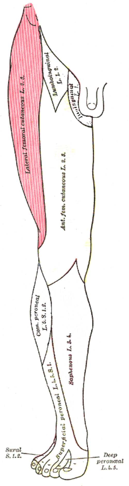 رسم تخطيطي للتوزيع القطاعي للعصب الجلدي الجانبي (المظلل) والأعصاب الأخرى في الساق اليمنى. منظر أمامي.