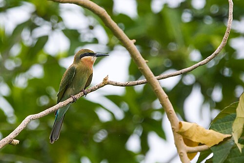 صورة لطائر آكل النحل ذي الذيل الأزرق (Merops philippinus) في كافيت، الفلبين