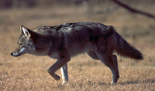 ذئب البراري (Canis latrans)