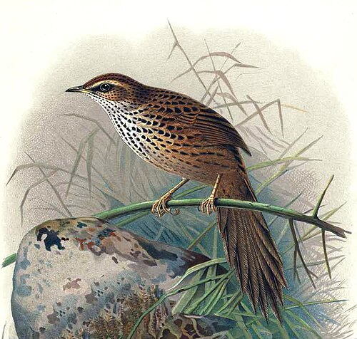 طائر السرخس