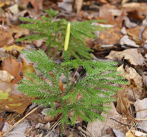 Lycopodium dendroidium، عضو حديث في رتبة Lycopodiales