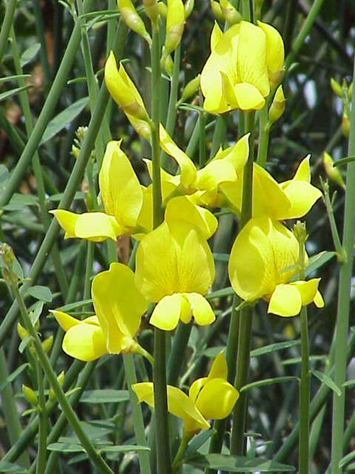 الزهور