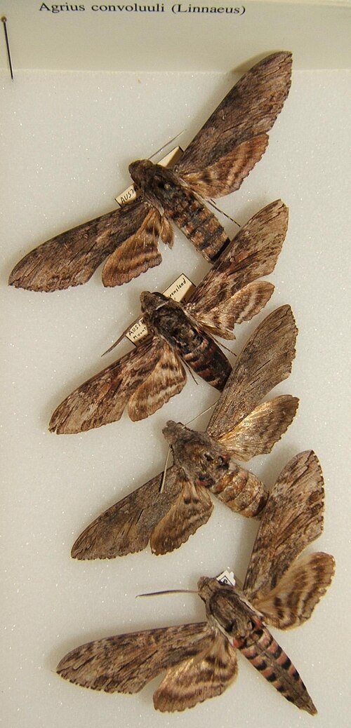 تنوع نبات اللبلاب (Agrius convoluli)