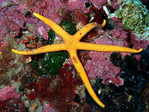 Chaetaster longipes، وهو نوع من عائلة Chaetasteridae