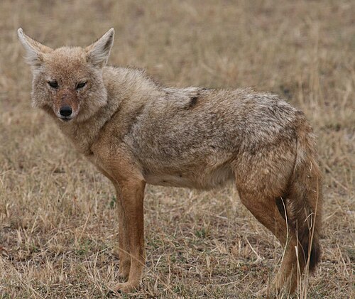الذئب الأفريقي (Canis lupaster)