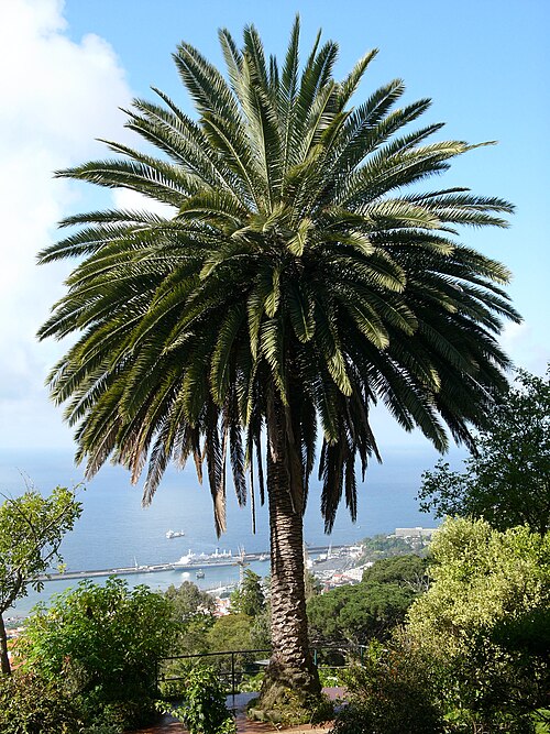 نخلة التمر الكنارية، Phoenix canariensis