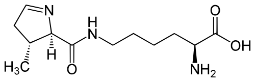 إل-بيروليسين (Pyl / O)