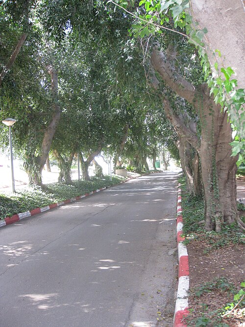 ممر تصطف على جانبيه الأشجار عند "بوابة الكلية"