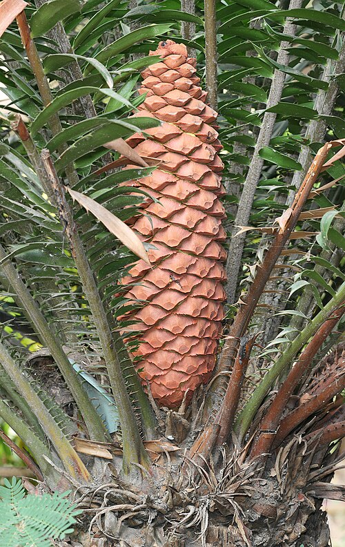 أوراق ومخروط نبات Encephalartos sclavoi