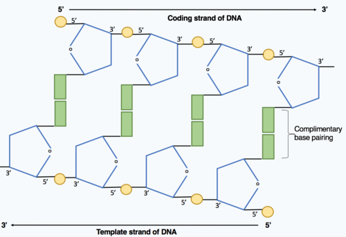 يوضح الشكل سلسلتي عديد النوكليوتيدات داخل جزيء الحمض النووي DNA، المرتبطتين بروابط هيدروجينية بين أزواج القواعد المتكاملة. تمتد إحدى السلسلتين من الطرف 5' إلى الطرف 3'، بينما تمتد السلسلة المكملة لها في الاتجاه المعاكس من الطرف 3' إلى الطرف 5'، حيث إنها متوازية عكسيًا.