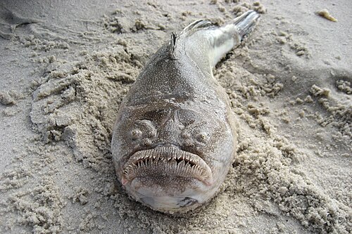 مراقب النجوم الشمالي (Astroscopus guttatus)