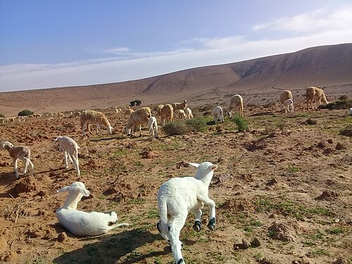 صورة لبعض الأغنام في الصحراء