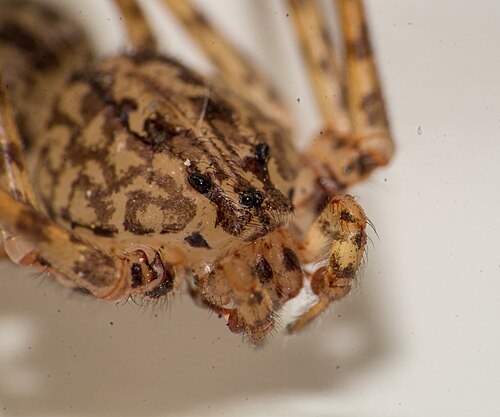 Scytodes globula