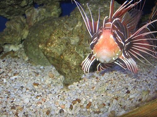 سمكة الأسد ذات الزعانف الشفافة (Pterois radiata) في حوض السمك.