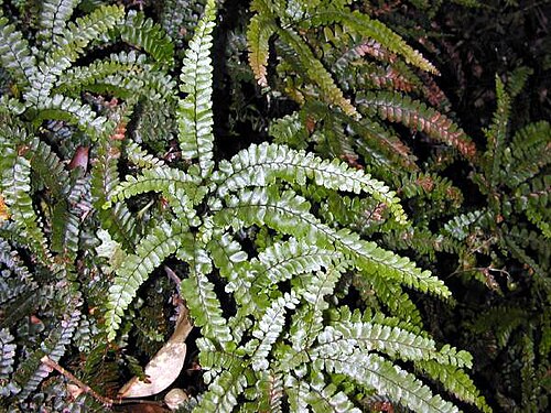 سرخس كزبرة البئر الخام (Adiantum hispidulum)