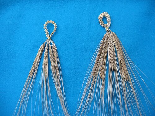 فضل الريف في الشعير