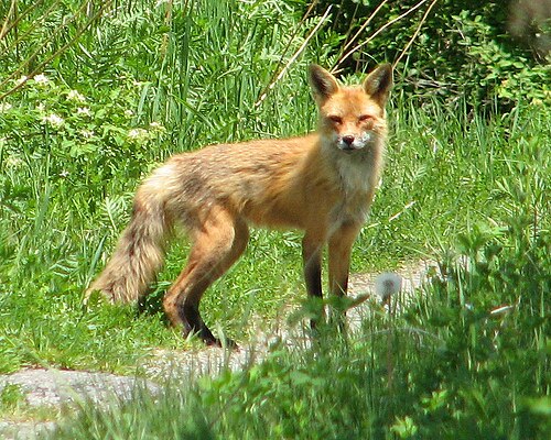 Vulpes vulpes fulvus