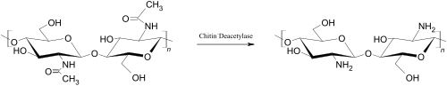 رسمان خطيان: على اليسار، وحدات N-acetyl-D-glucosamine المتكررة تشكل الكيتين؛ على اليمين، يفتقر نفس الهيكل الأساسي إلى مجموعات الأسيتيل، مما يوضح التحويل إلى الكيتوزان مع تسليط الضوء على مجموعات NH2 الحرة.