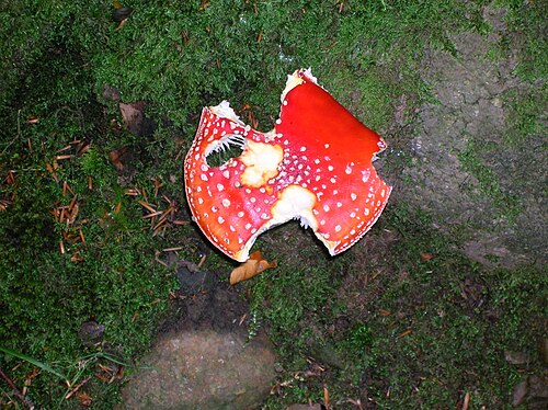 فطر ذبابة الأمانيت (Amanita muscaria) في جيفوردلاند، تضرر بسبب البزاقات.