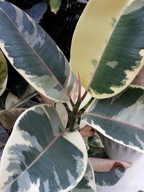 شجرة المطاط - Ficus Elastica 'Doescheri'