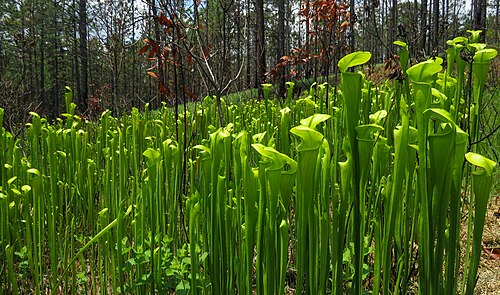 نباتات الإبريق الناشئة حديثًا (Sarracenia alata) بعد حرق مُحدد، أنجلينا NF.