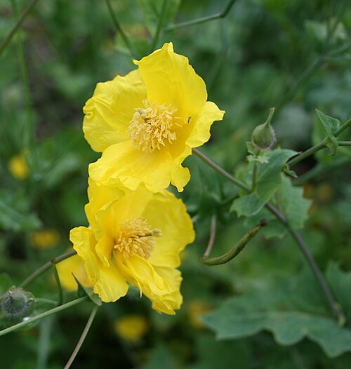 الخشخاش المقرن الشرقي (Dicranostigma erectum)