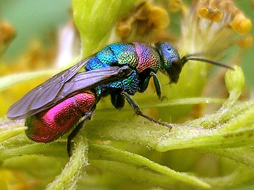 تُعرف عائلة Chrysididae، مثل Hedychrum rutilans، باسم دبابير الوقواق أو دبابير الجواهر بسبب سلوكها الطفيلي وبريقها المعدني.