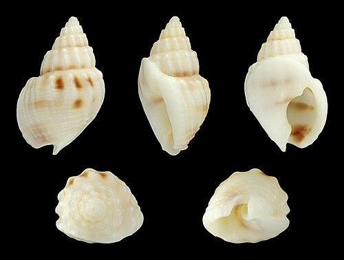ناساريوس (Plicarcularia) الانشطارية