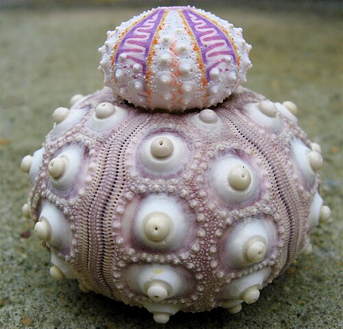 اختبارات قنفذ البحر (Coelopleurus exquisitus على Phyllacanthus Imperialis).