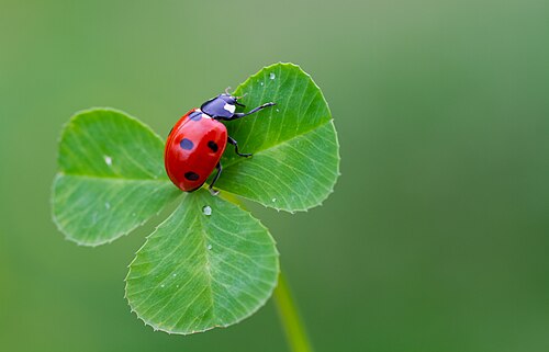 Coccinella septempunctata في تركيا