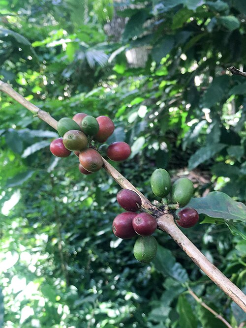 ثمار نبات القنب العربي على الشجيرة