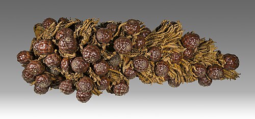 مجموعة رافيا فارينيفيرا بالانسا MHNT